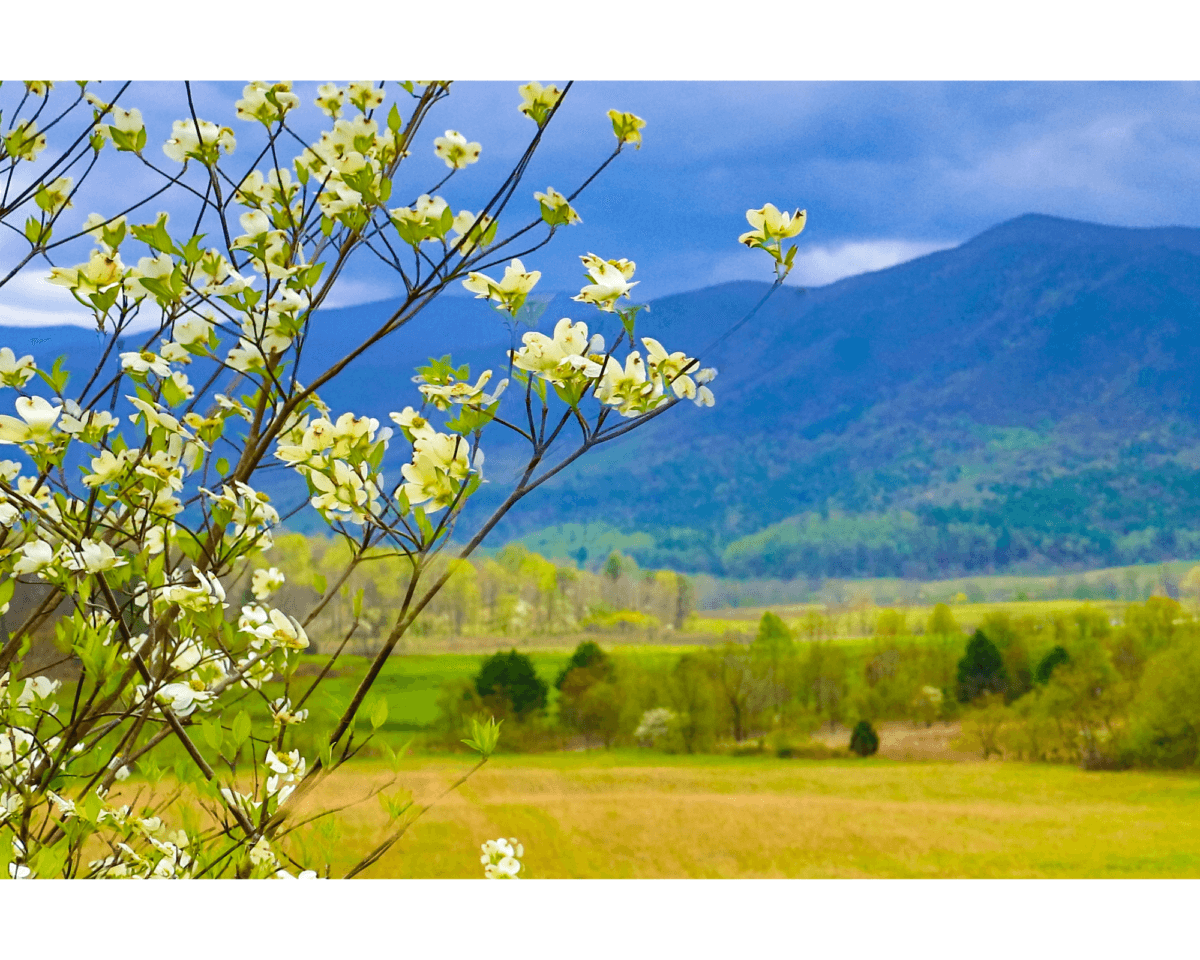 Dogwood flowers in bloom with a scenic backdrop of the Wears Valley floor and the hazy blue Great Smoky Mountains under a soft twilight sky