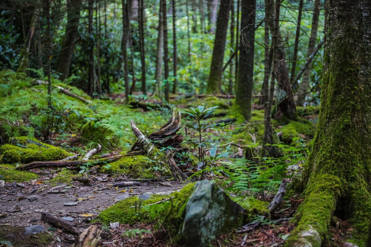 A winding dirt hiking path through a lush, green forest in Great Smoky Mountains National Park, surrounded by vibrant moss-covered trees and thick ferns.