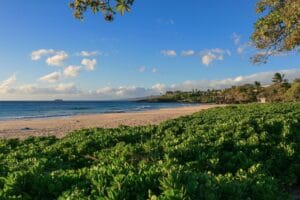 Looking across the white sand beach of Hapuna Beach State Park toward the Westin Hapuna Beach Resort, with green coastal plants in the foreground and a bright blue sky on the Big Island of Hawaii.