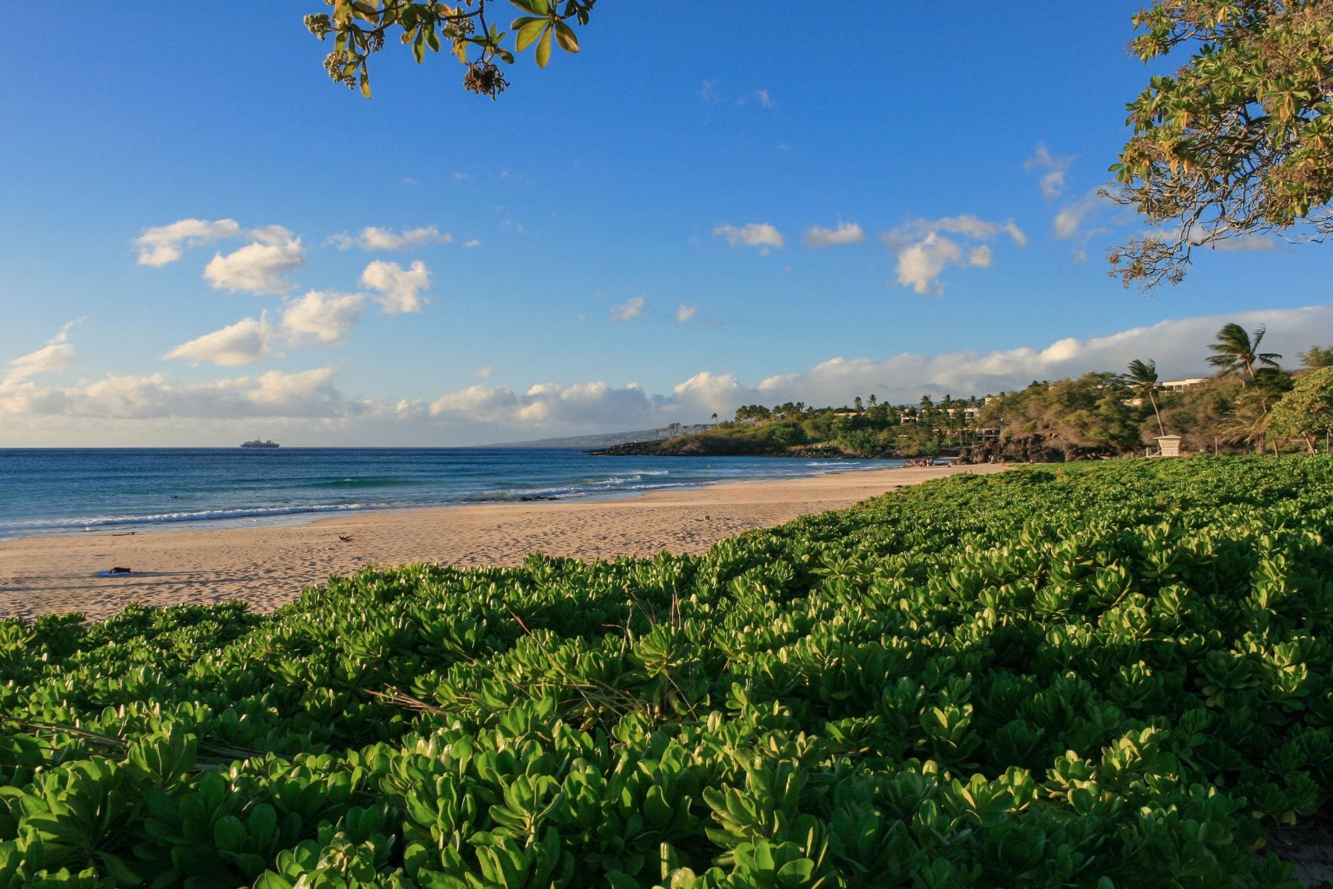 Looking across the white sand beach of Hapuna Beach State Park toward the Westin Hapuna Beach Resort, with green coastal plants in the foreground and a bright blue sky on the Big Island of Hawaii.