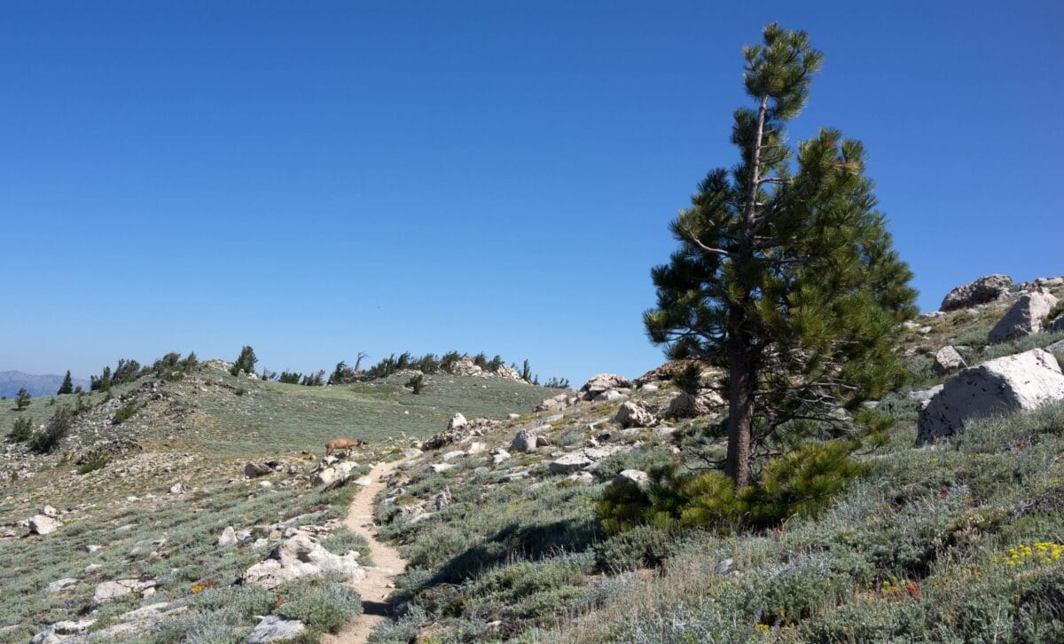 Lake tahoe rim trail hiking