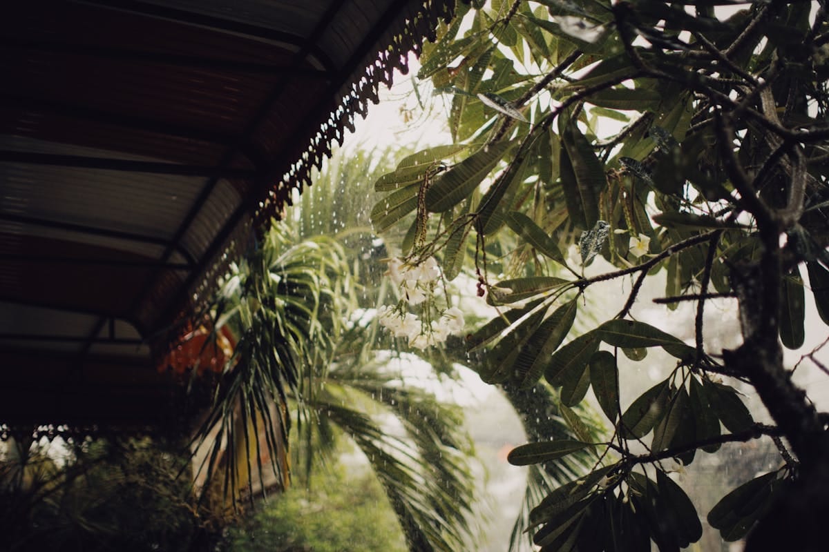 Rain-soaked tropical foliage under a canopy, capturing a moody and exotic atmosphere.