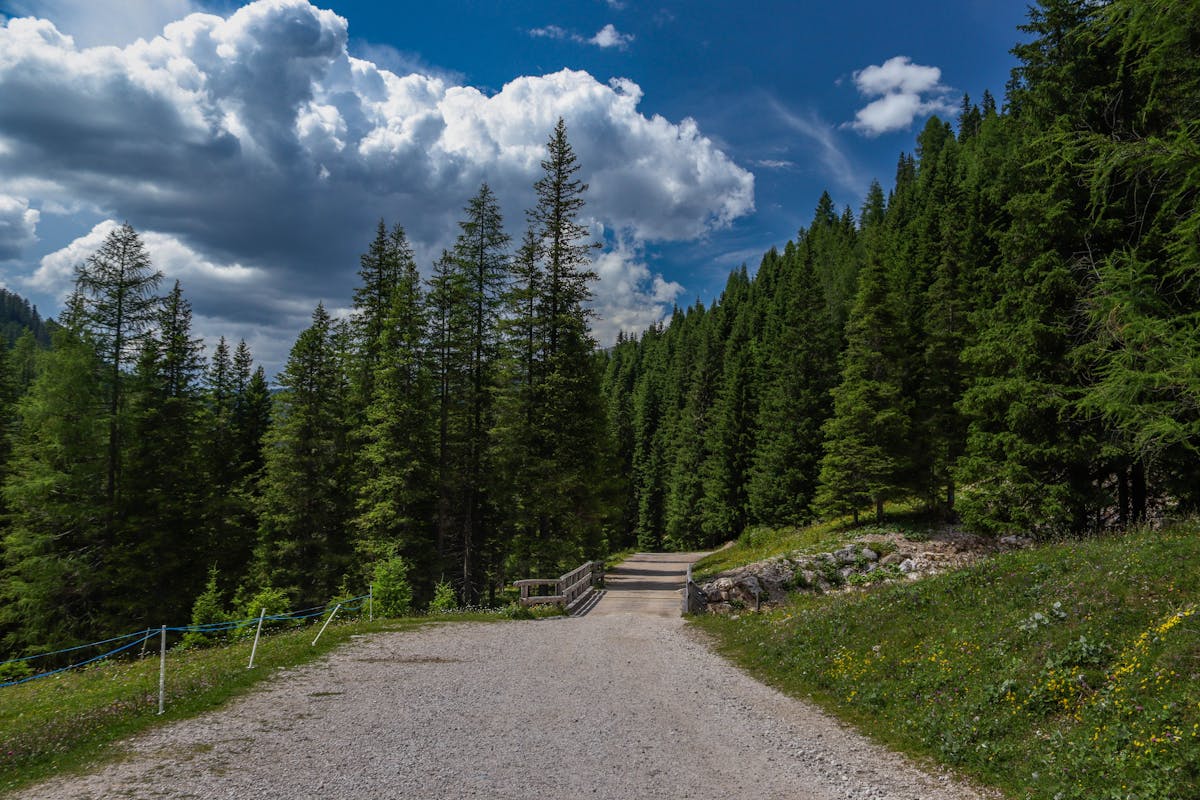 Scenic mountain path lined with lush pine trees under a dramatic sky.